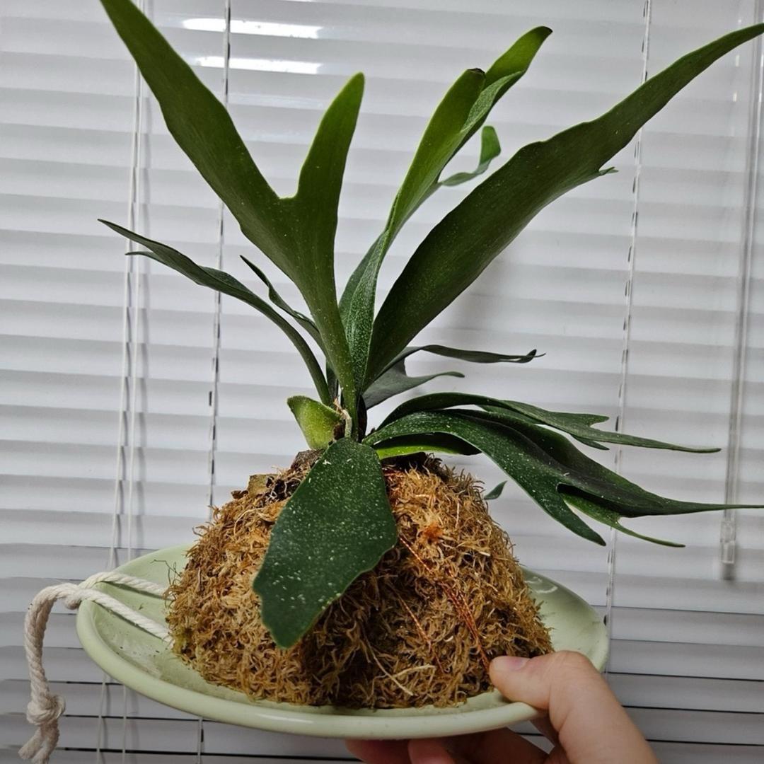 花之锦绿植