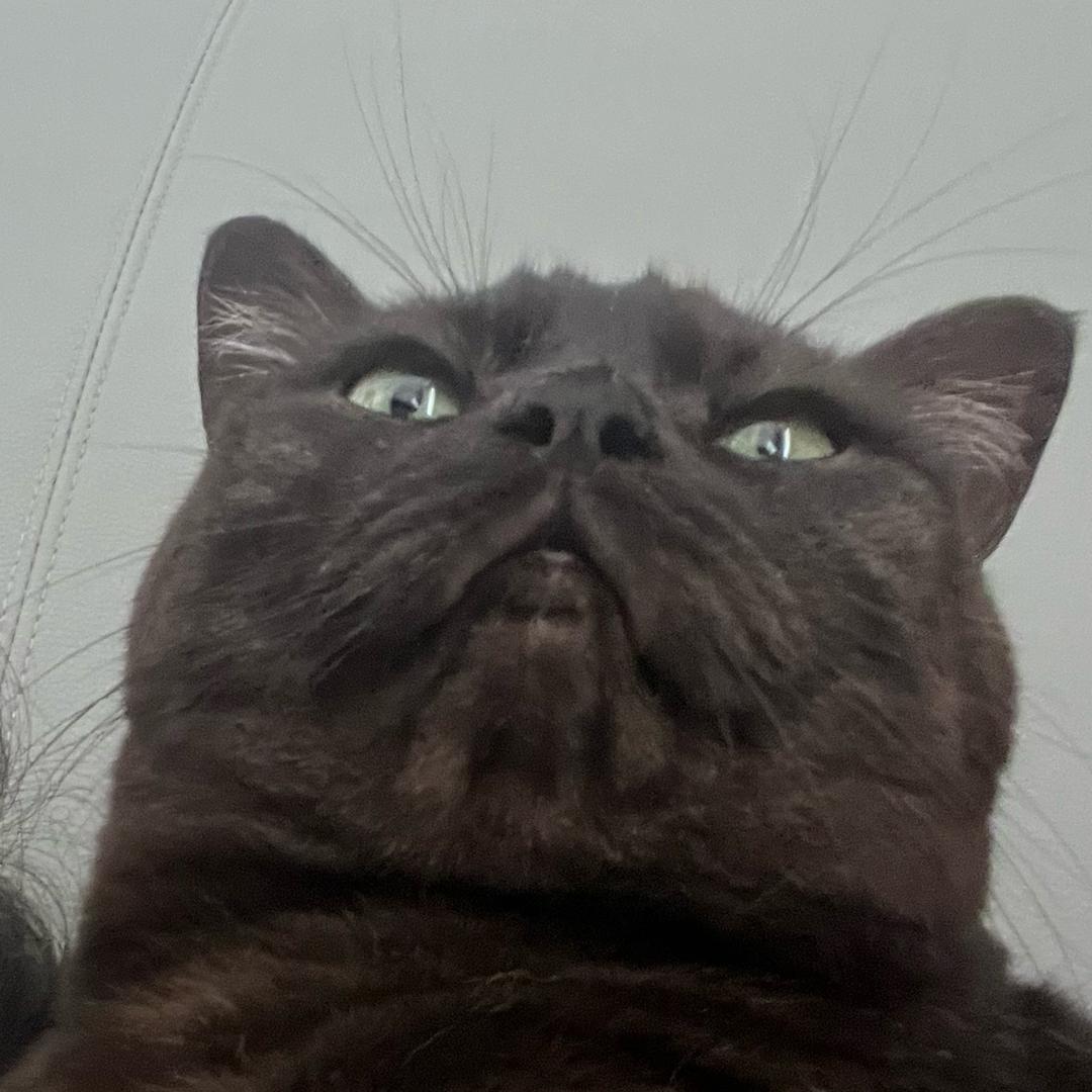 赴桉