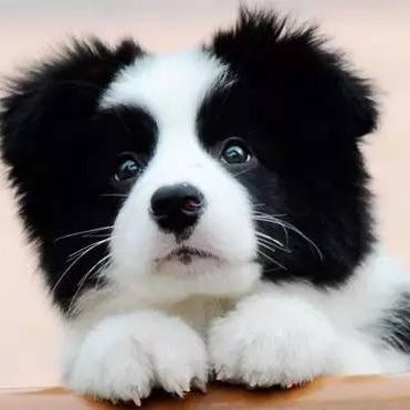 卡卡犬业