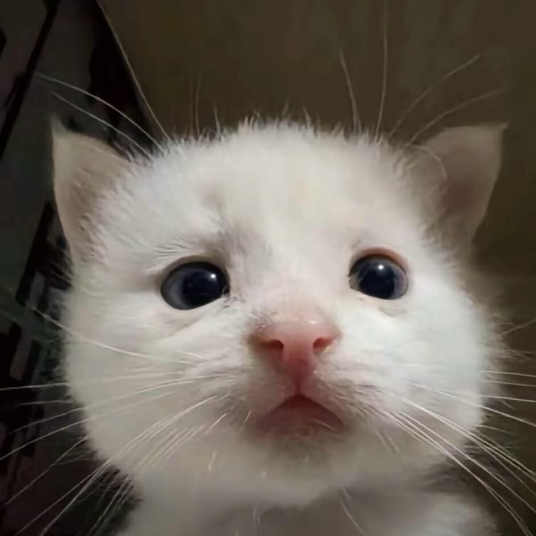 一如既往的天真