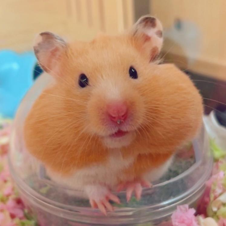 鼠代表