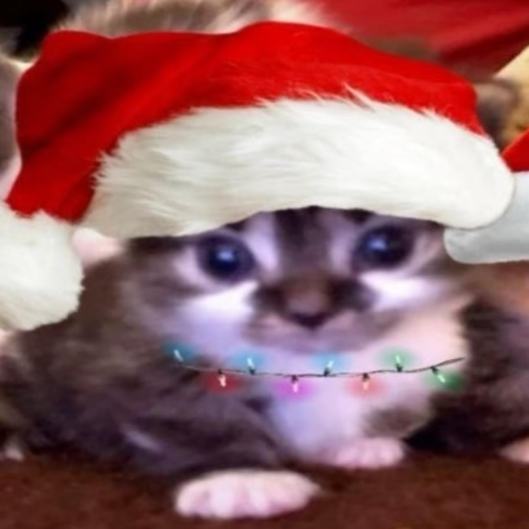 泪珠是一条失忆的鱼