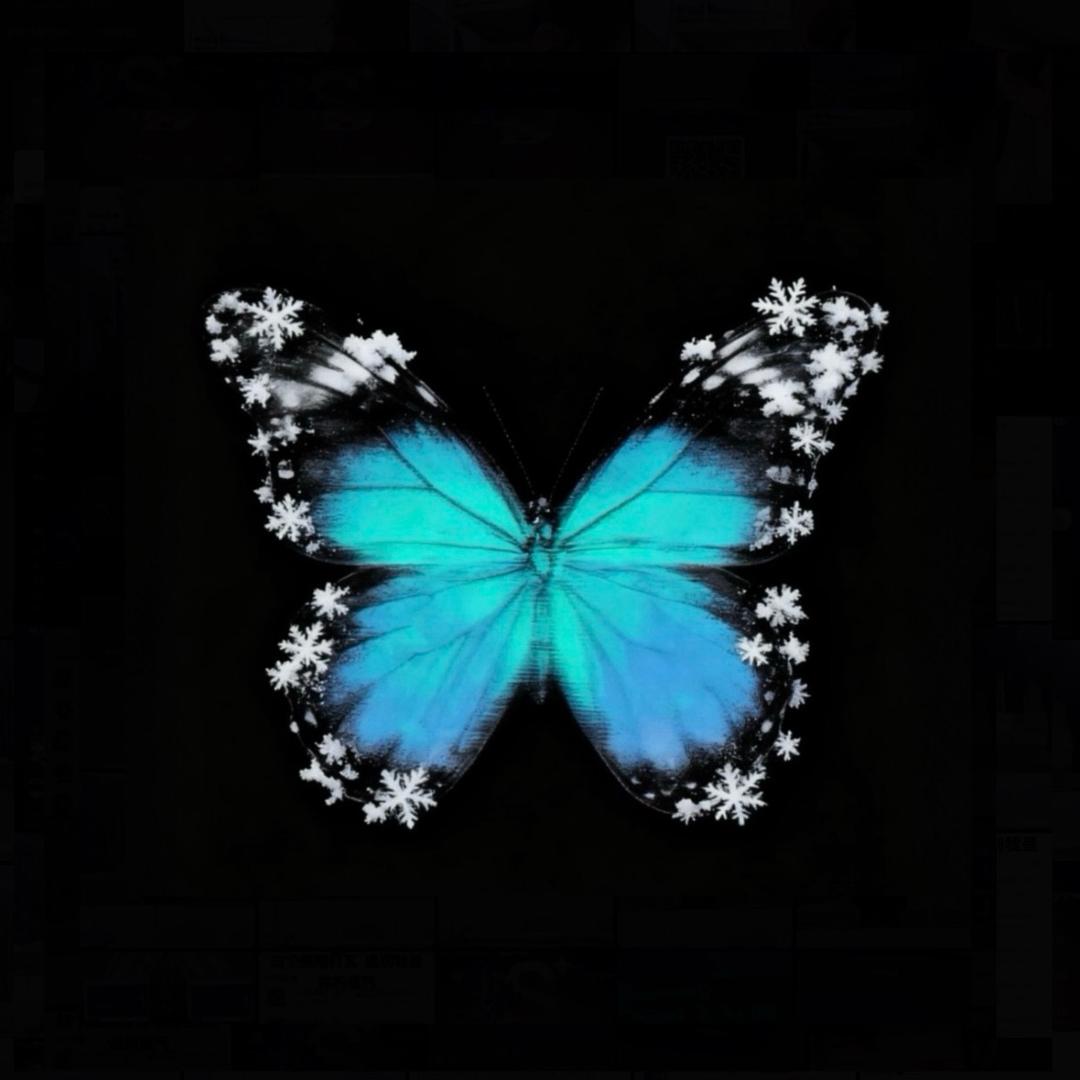 斯诺塔图（snow&noir）