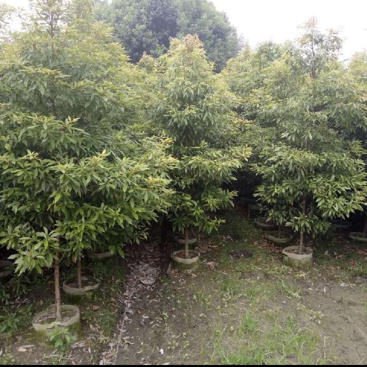 盛兴苗圃基地