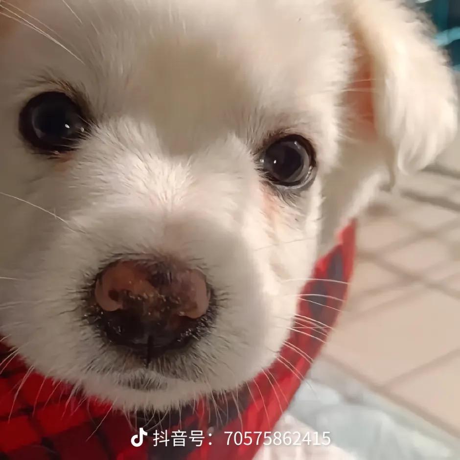 我要养小鸟！