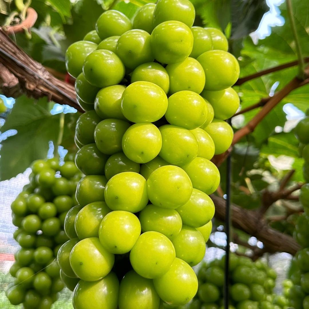 吃点儿鲜果(大凉山阳光玫瑰)