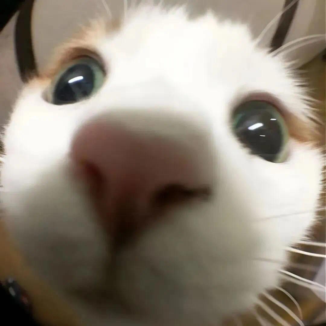 人间清醒猫少侠