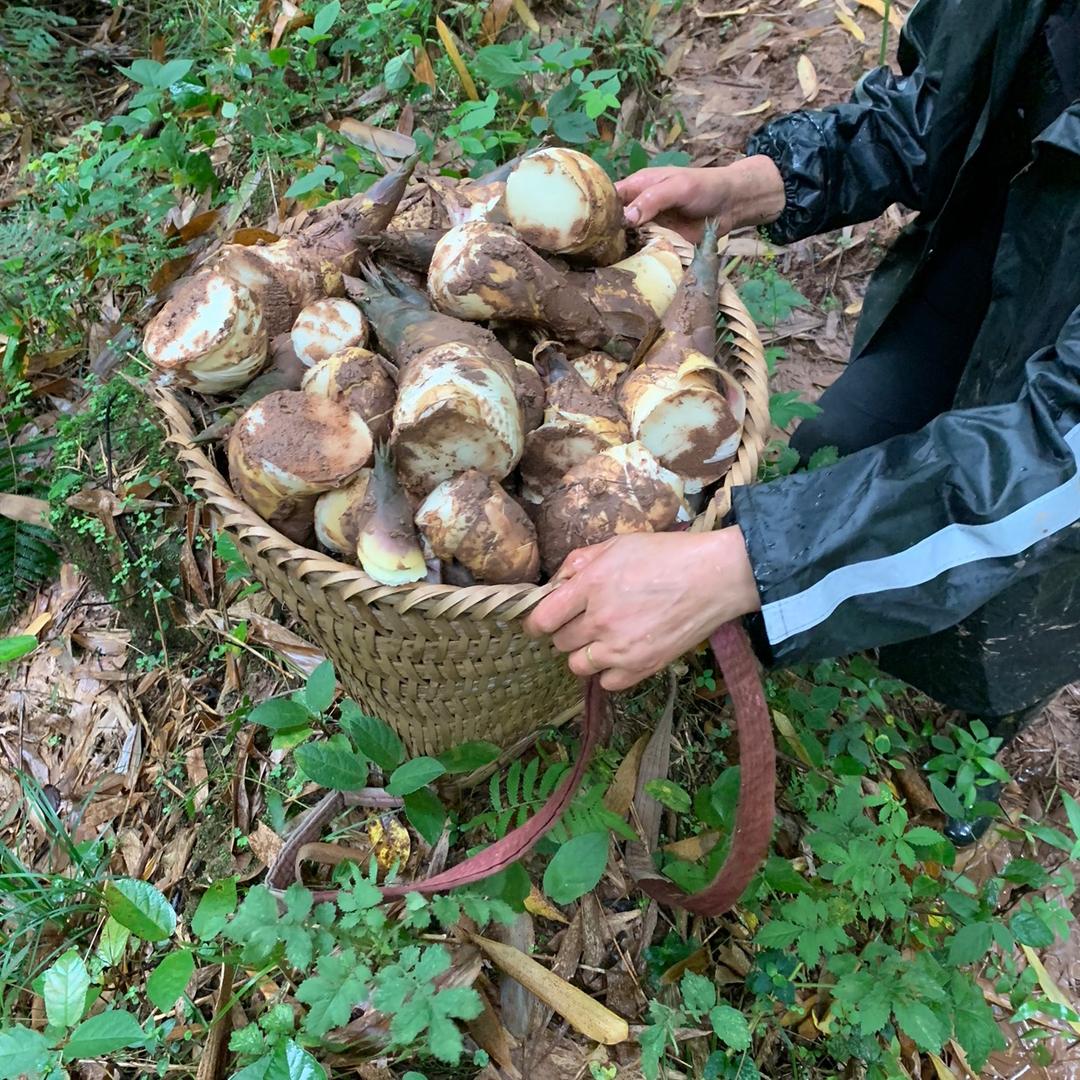 营鑫竹笋（甜笋）生产基地