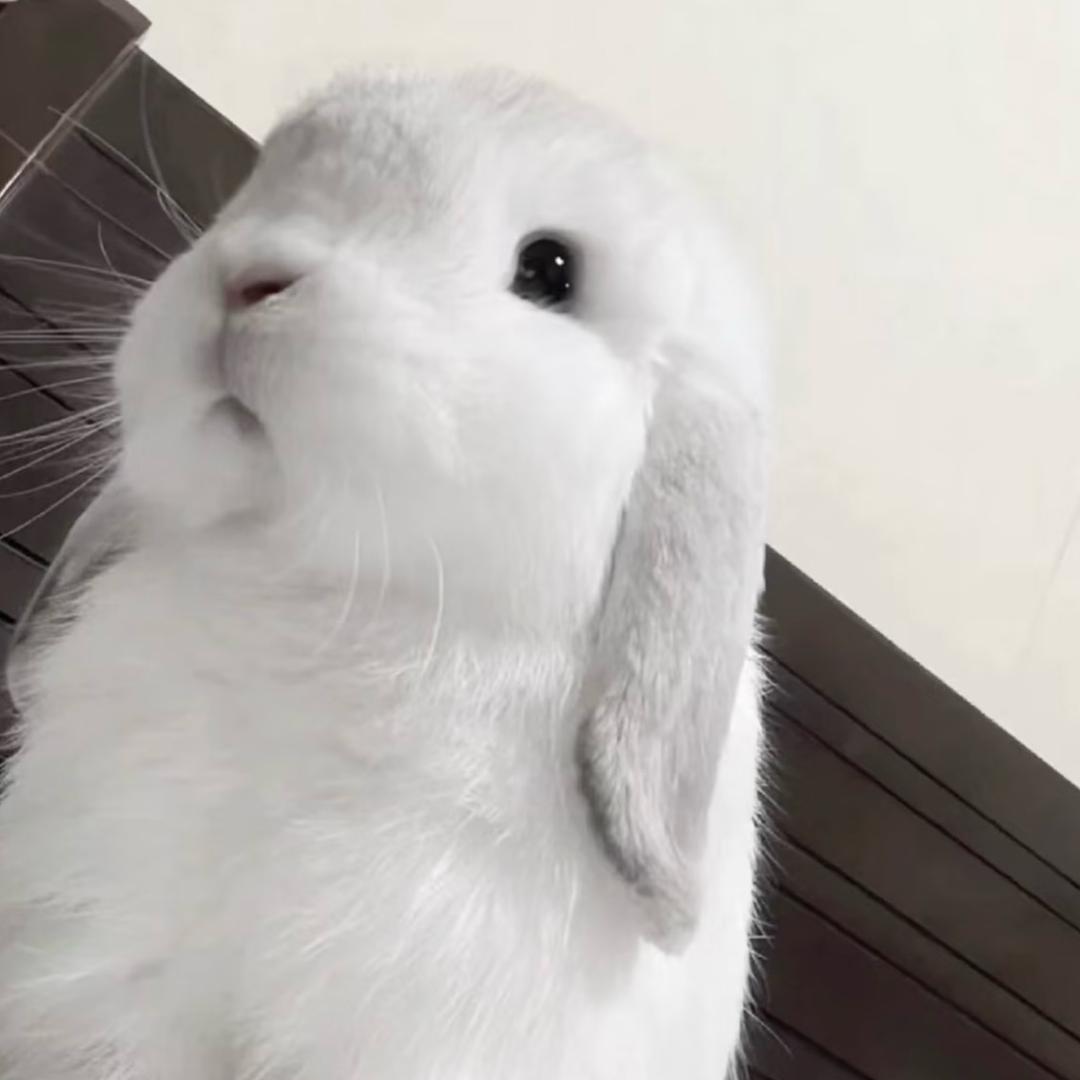 宅呆