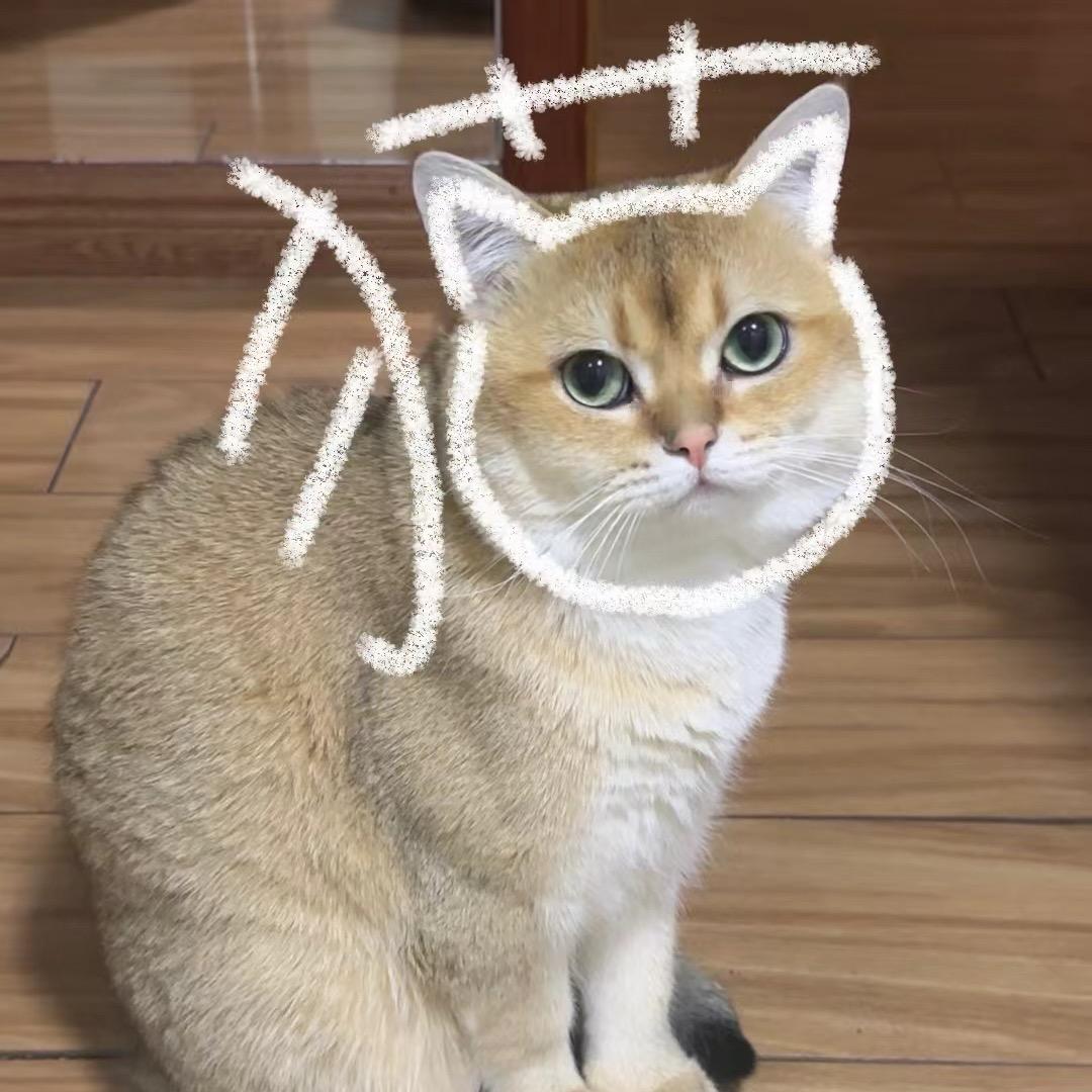 麻酱是只金渐层🐈