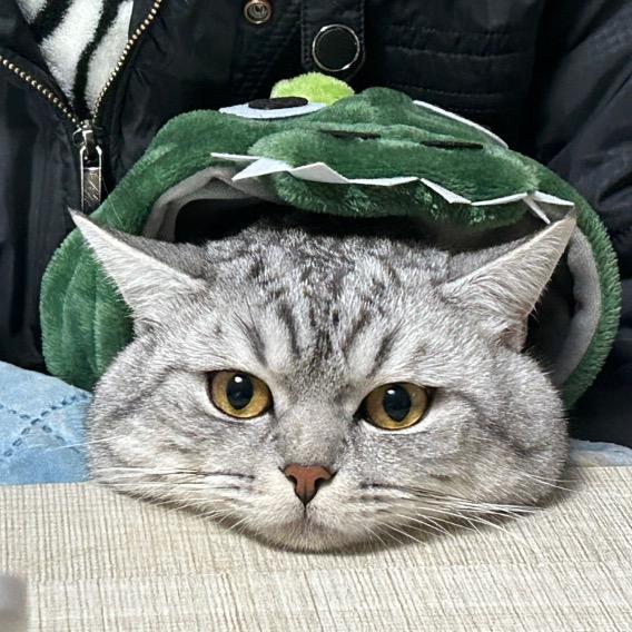 大头头是只猫啊
