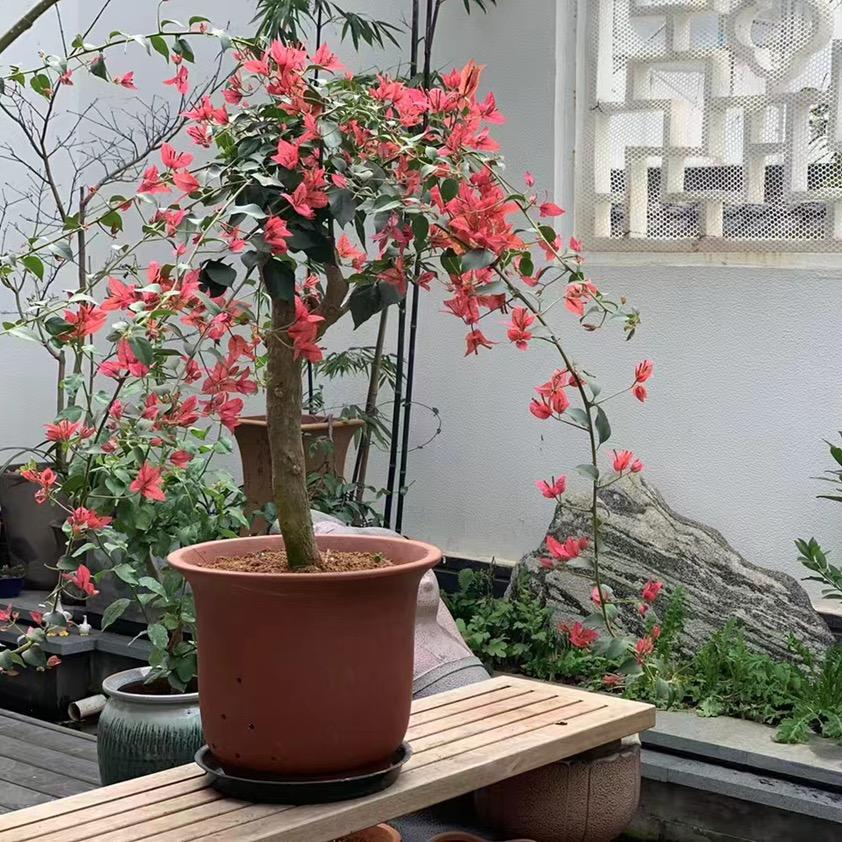 彤语悦花卉