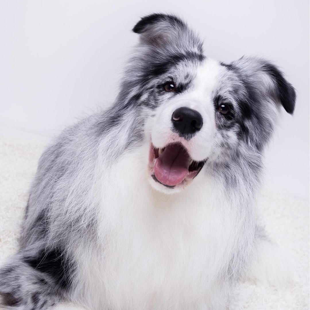 缘牧犬舍（生活号）