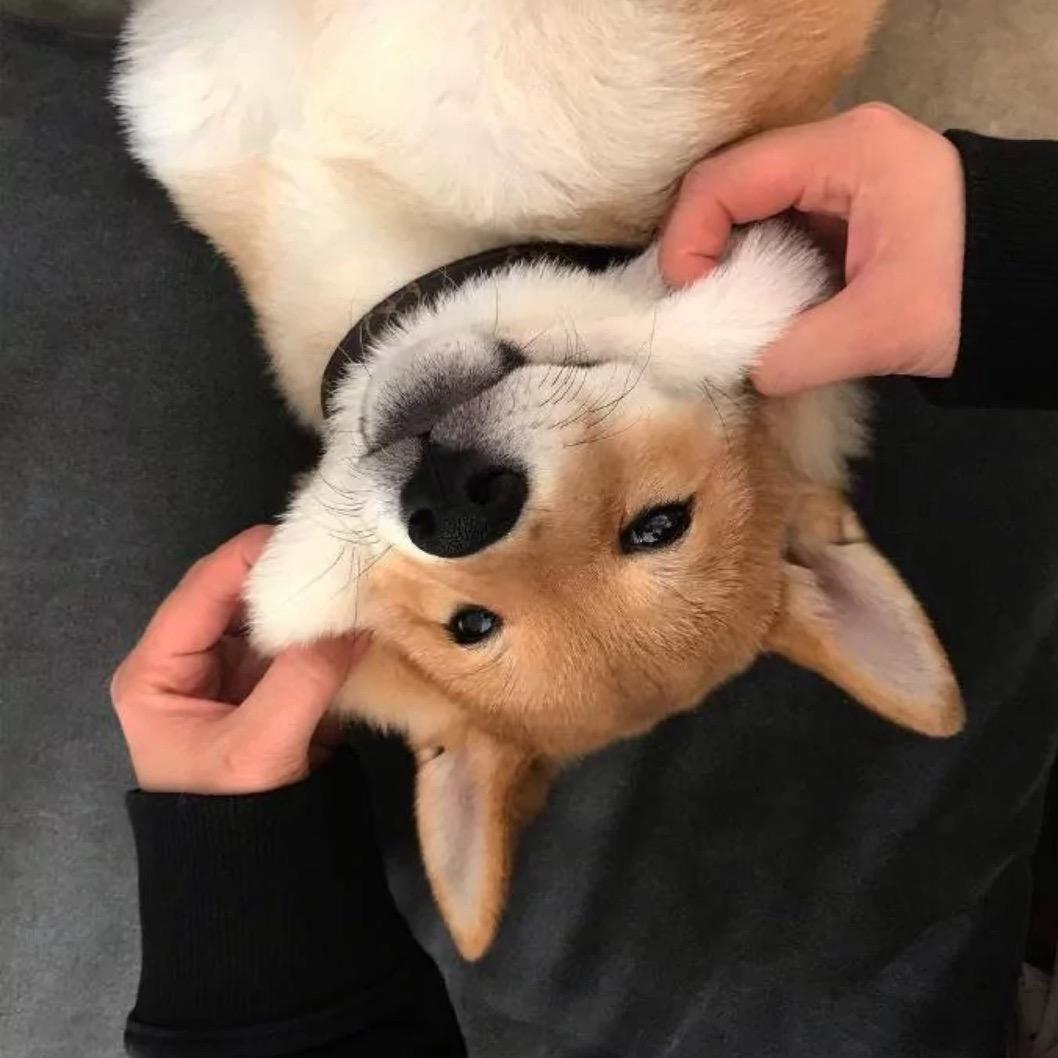 狗蛋日记