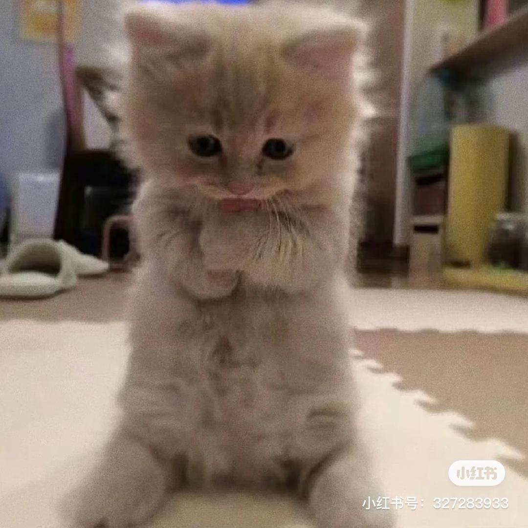 小猫警长（坏话反弹到对方身上版）