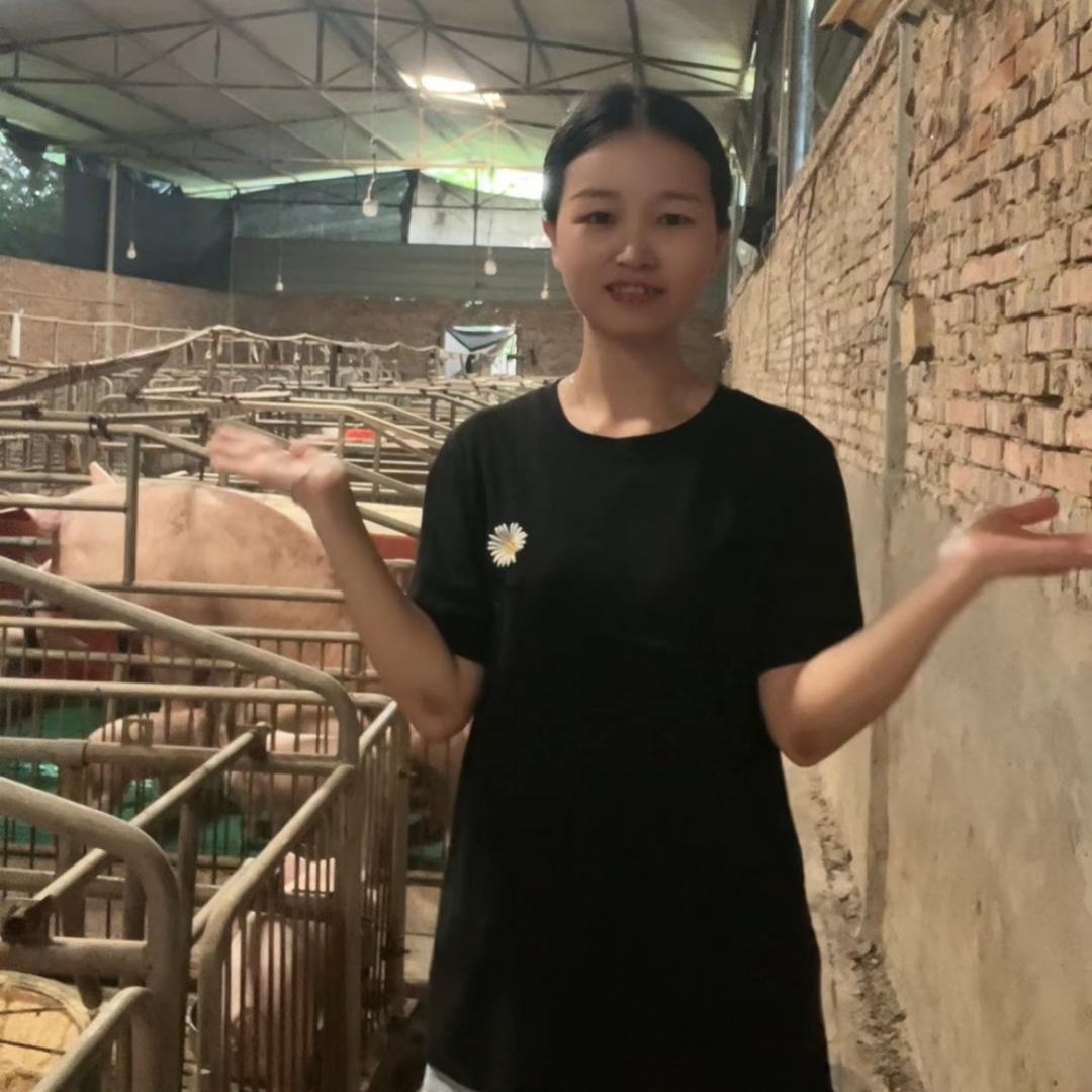 养猪的小苏