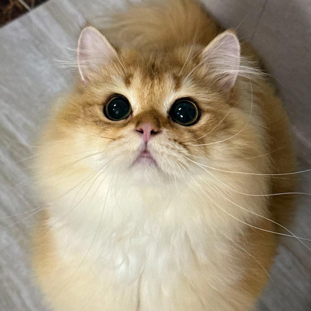 多多咪🐱