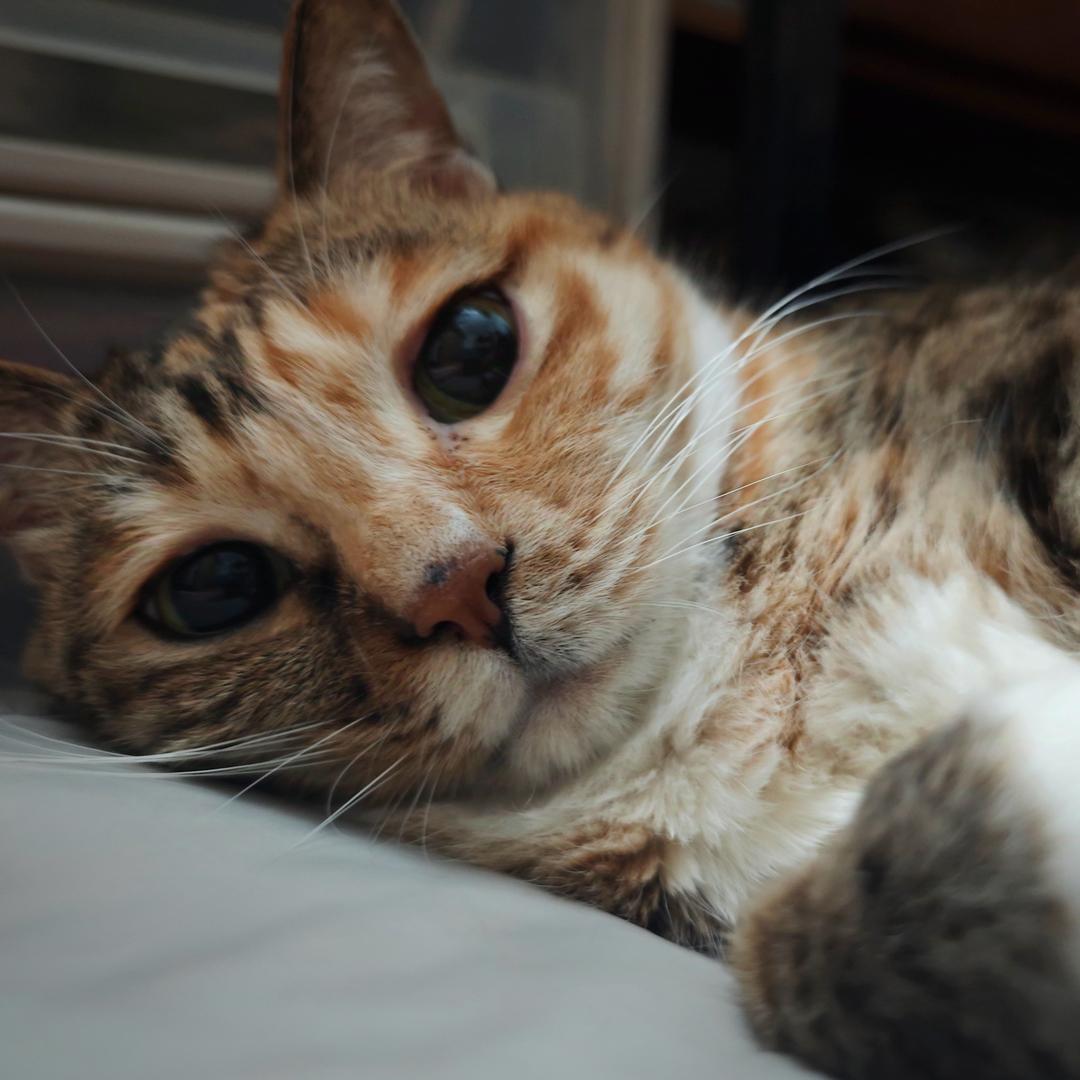 肥嘟嘟肥妹猪🐷