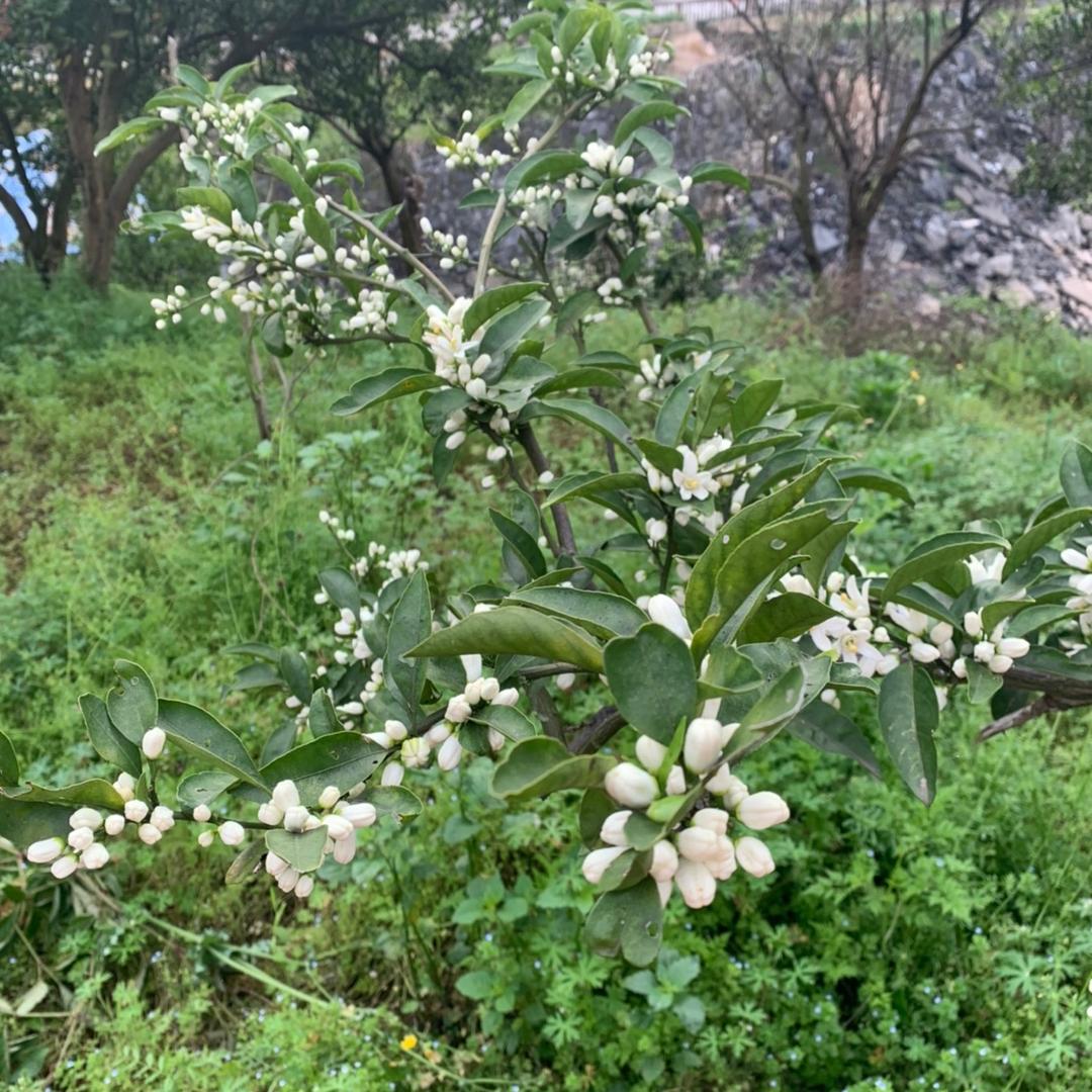Spring-丫丫