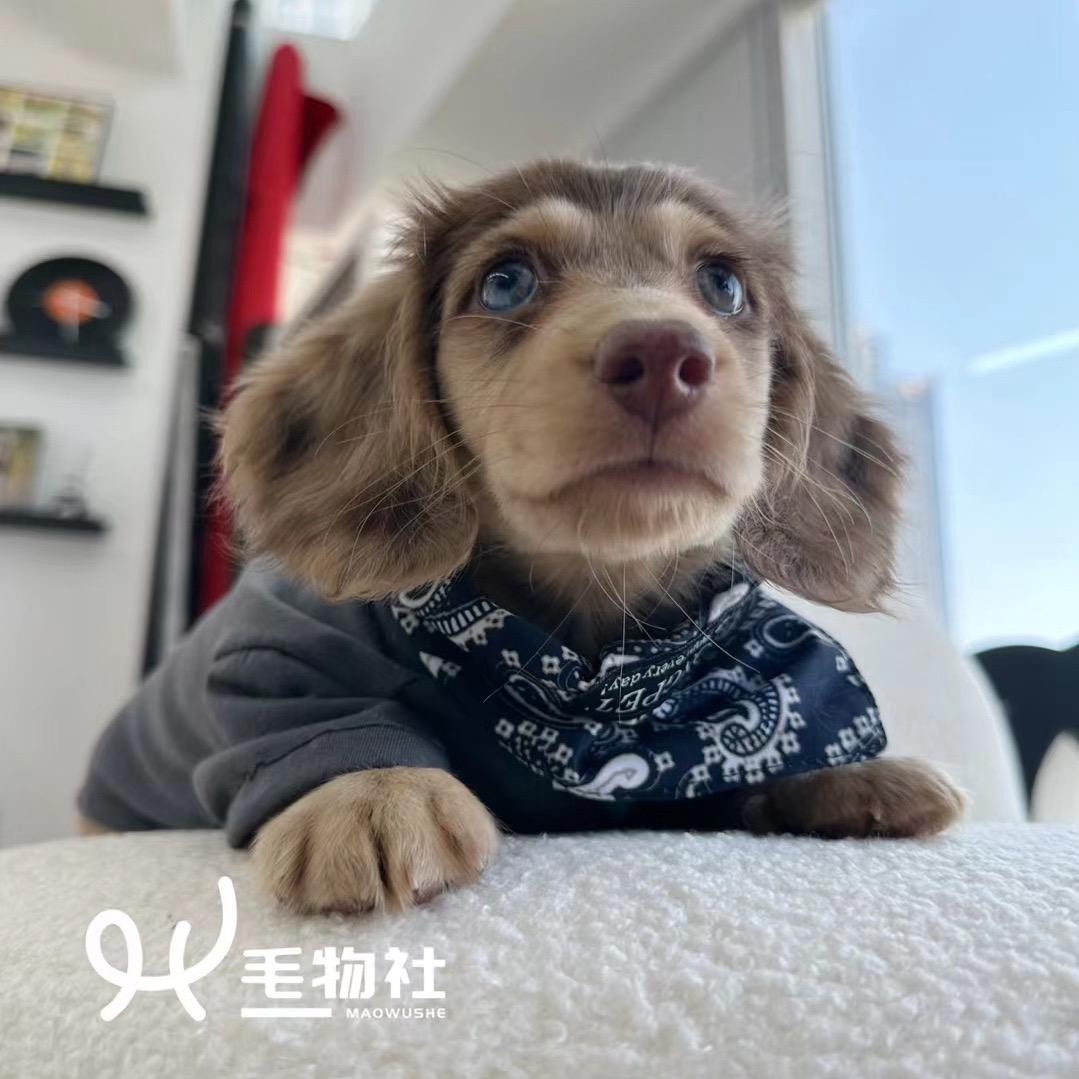 毛物社宠物