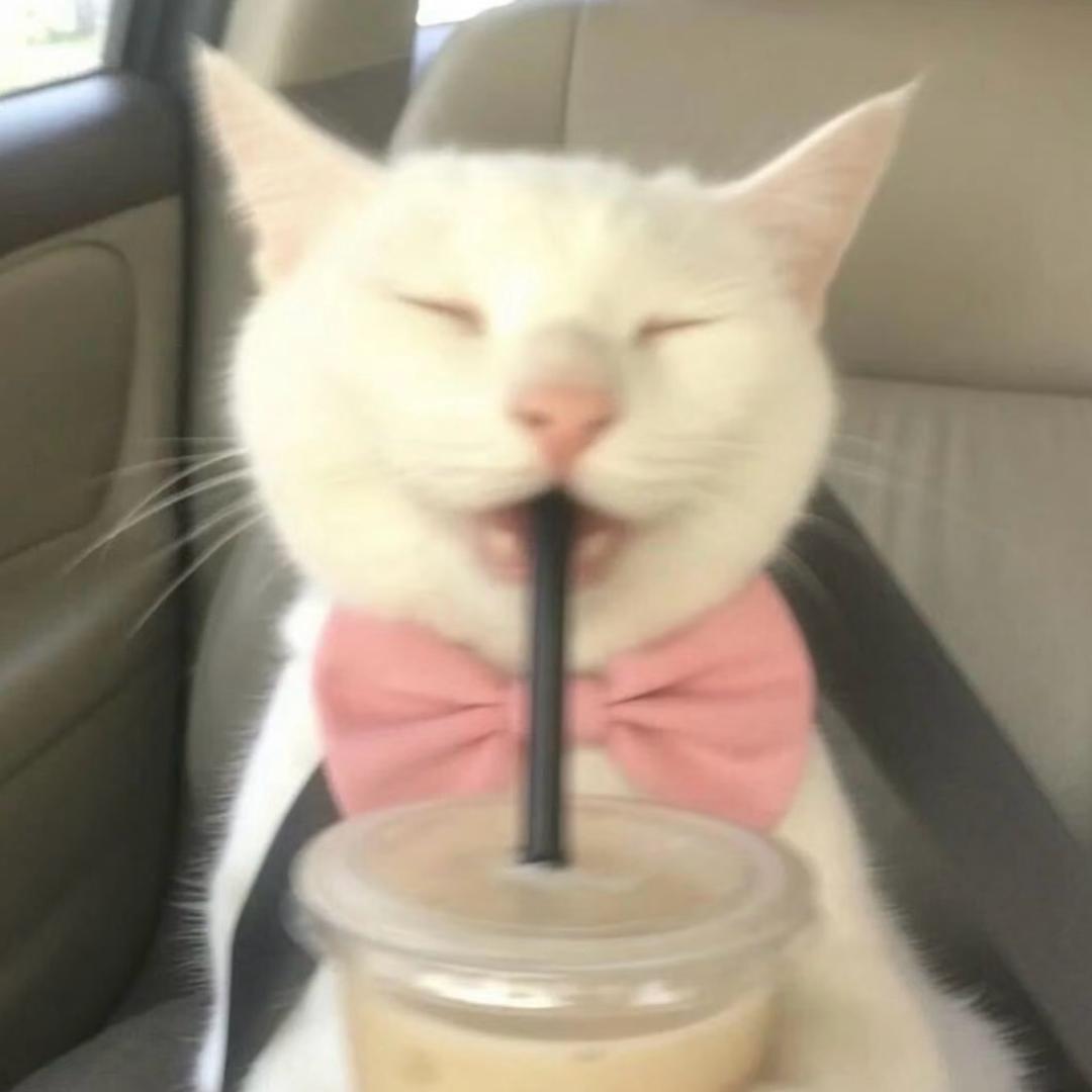 ʕ•ﻌ•ʔ