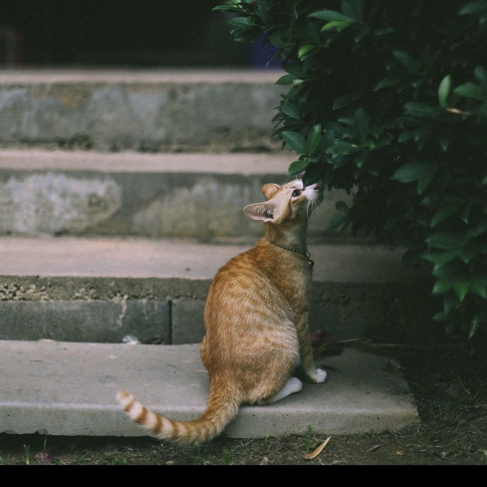 黄星Star（线下1v1）