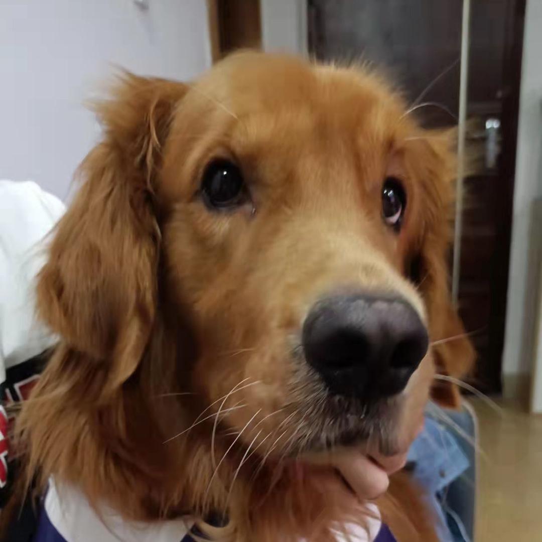 胡六一是只帅金毛