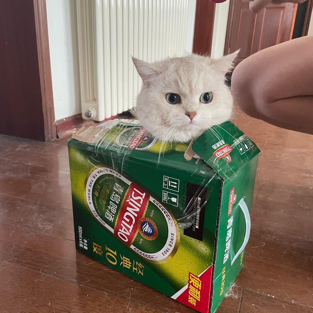 猫子