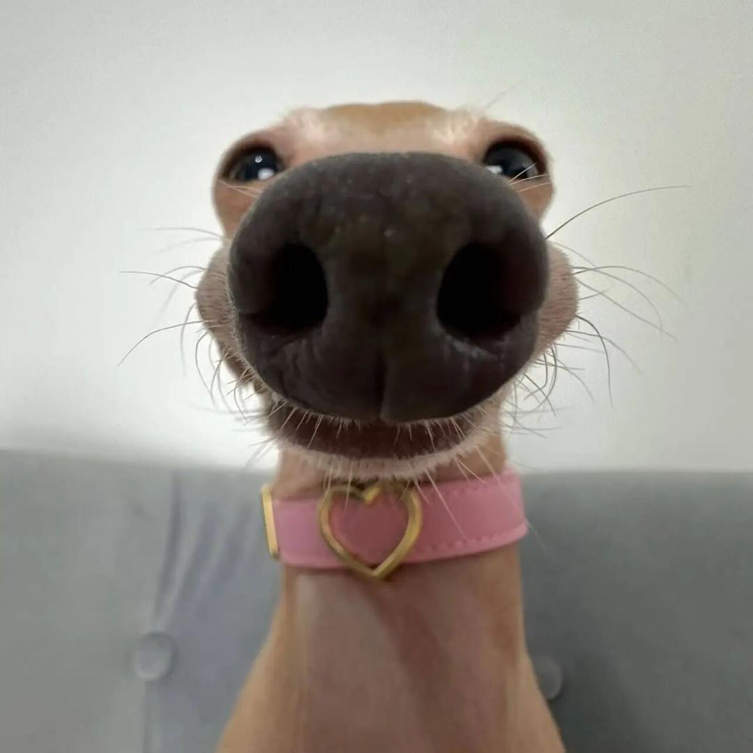 8bo