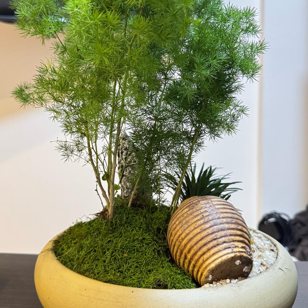 吾家草木