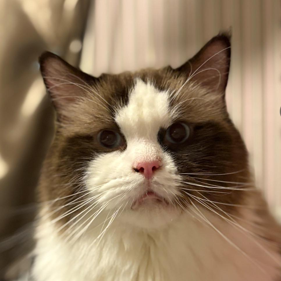 💛幸運的懶惰貓