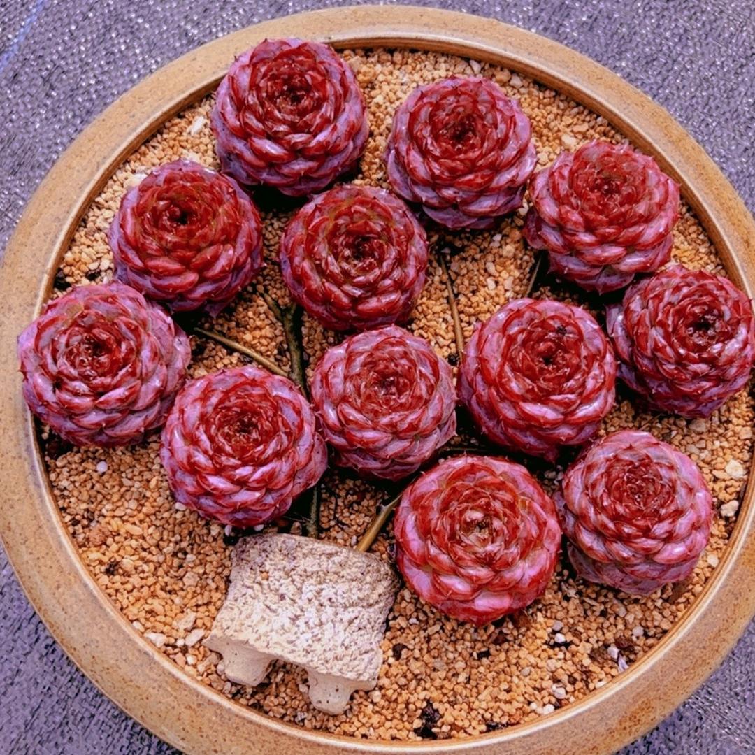 偷心多肉花园