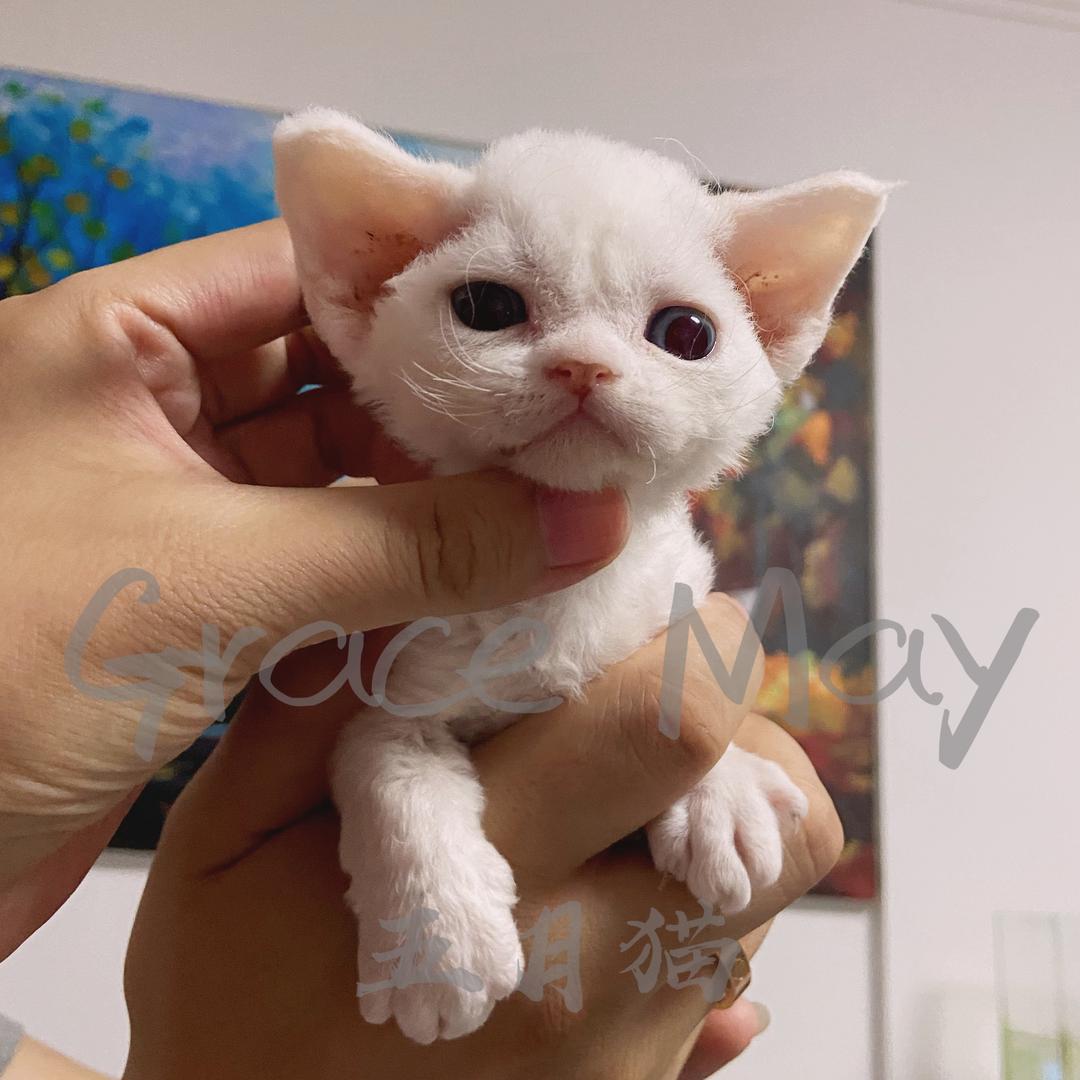 五月猫（直播号）