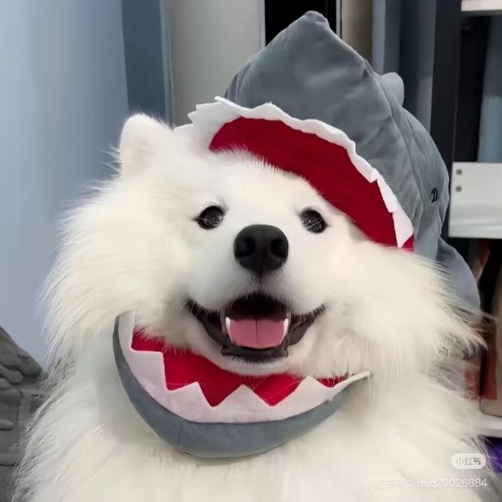 妙脆脆脆鲨