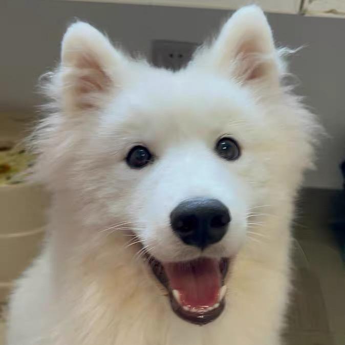 ✨酒米是个小耶耶