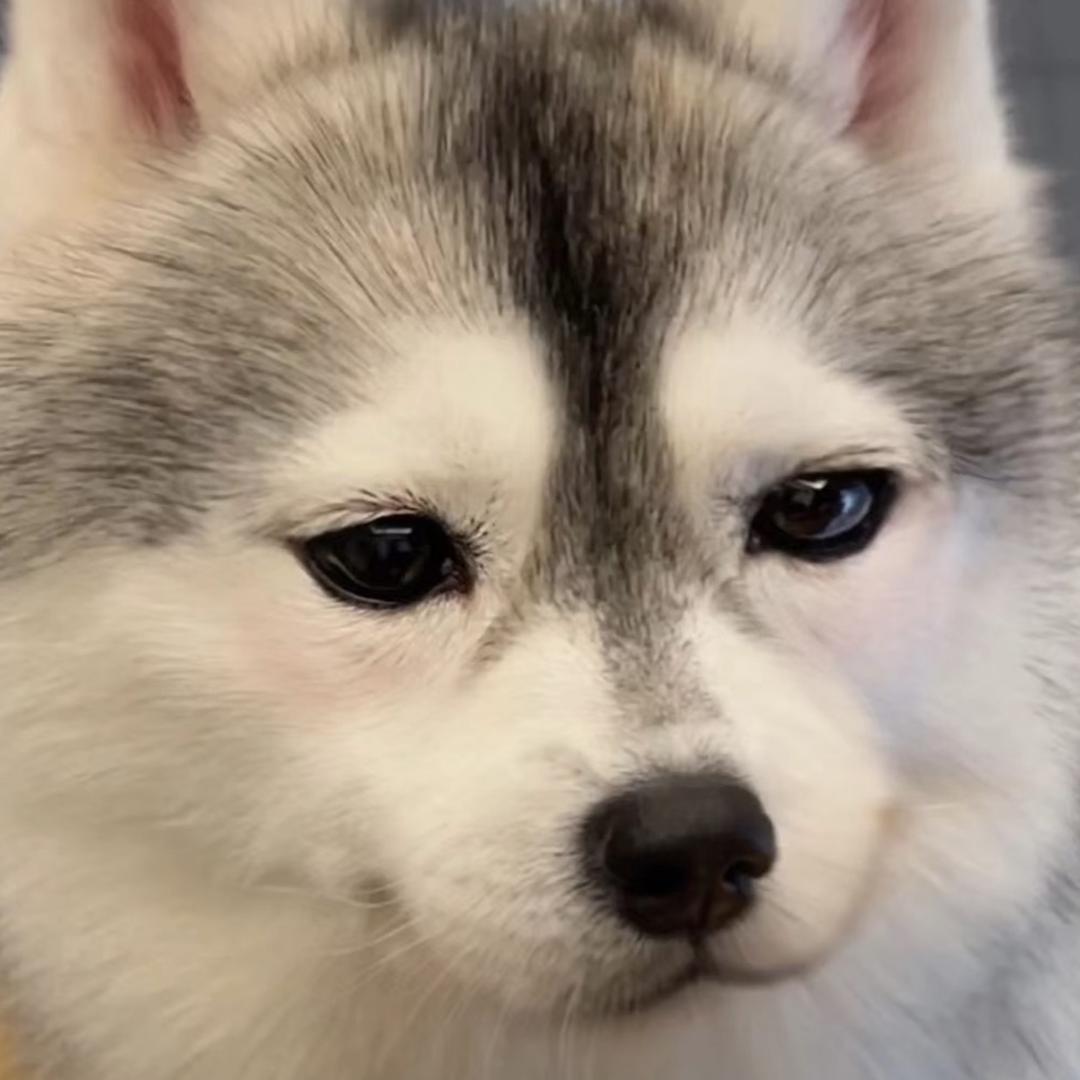 舒克带枪打贝塔