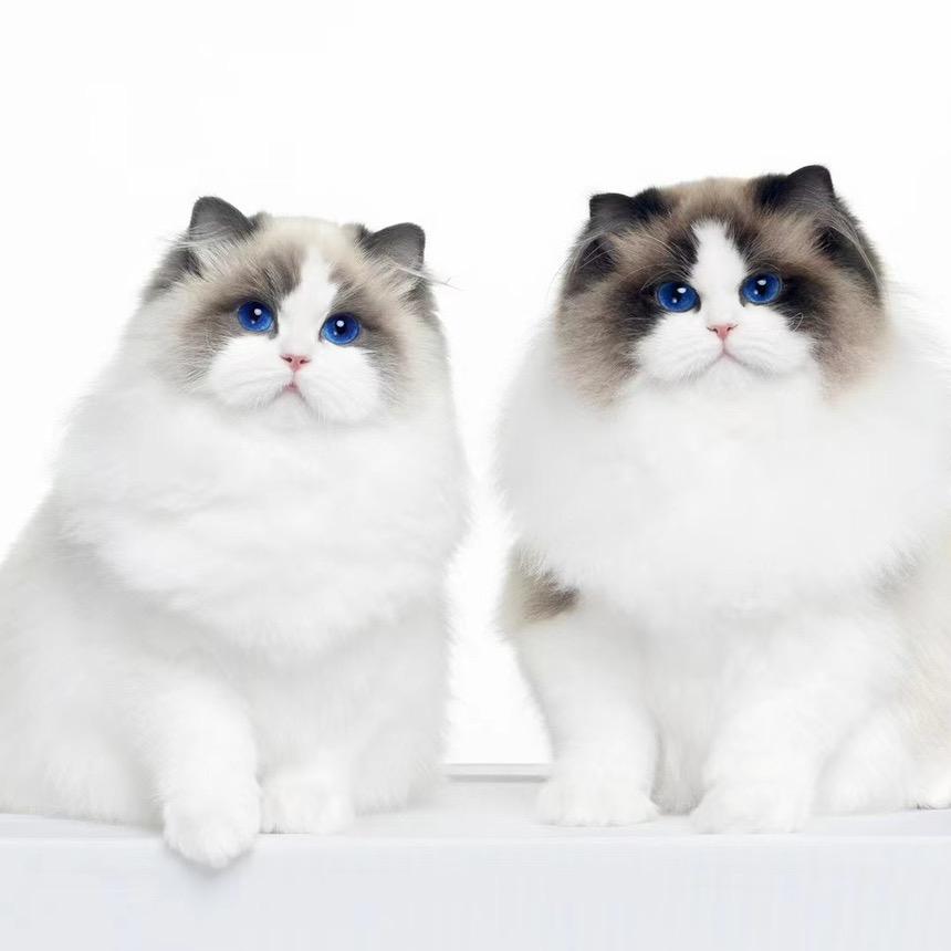 小梅家的布偶猫舍