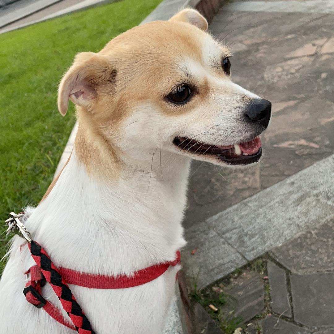 旺仔是只田园犬