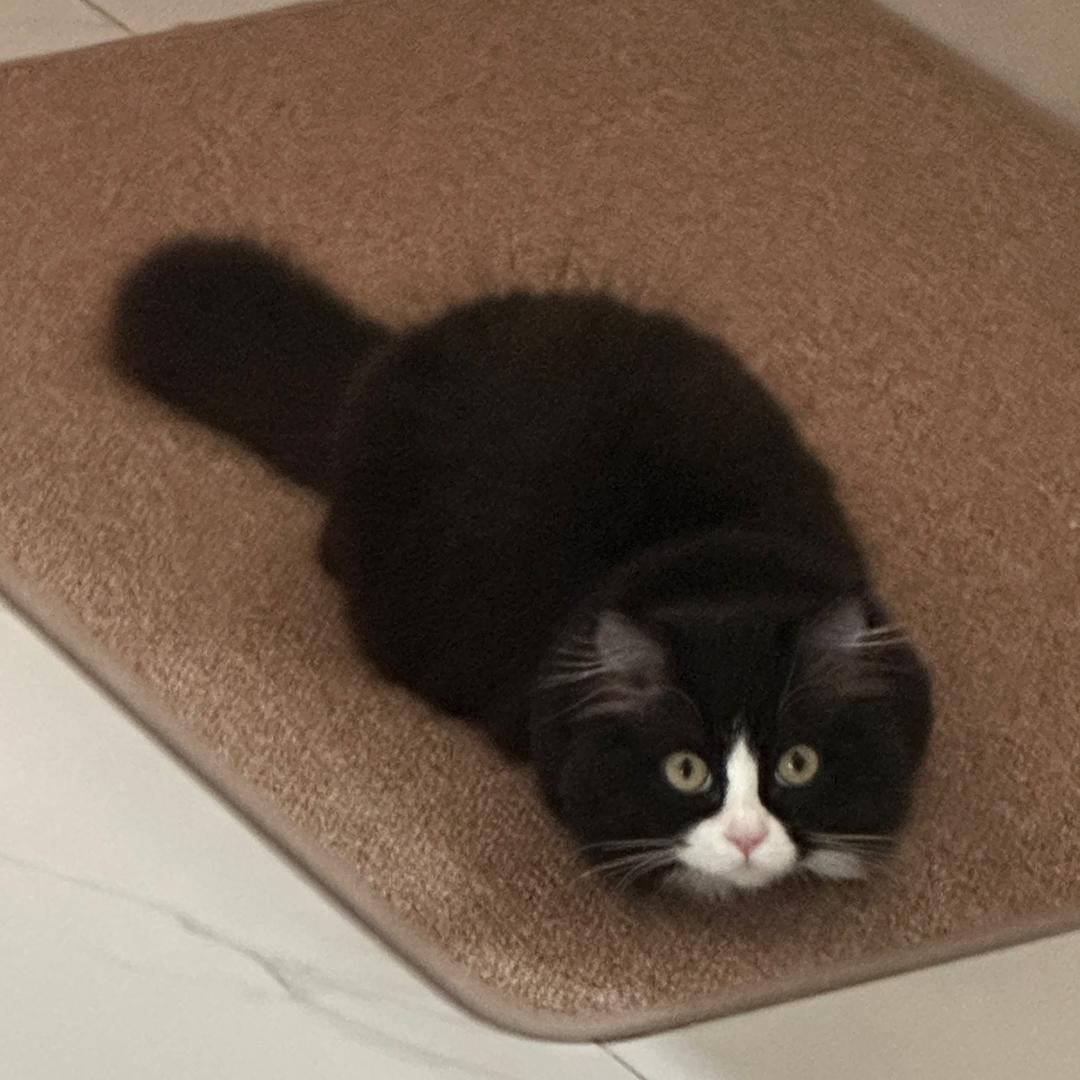 SKY啤梨猫