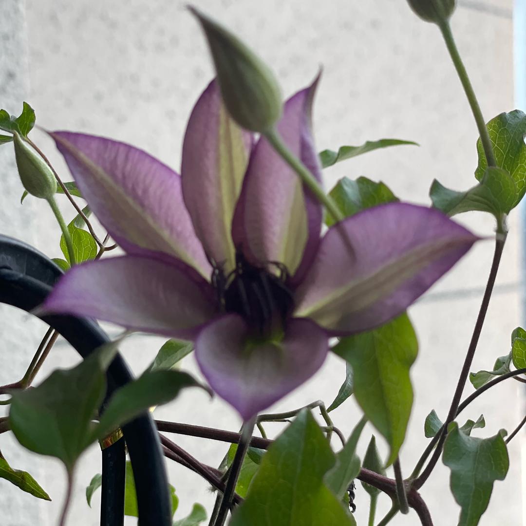 曦