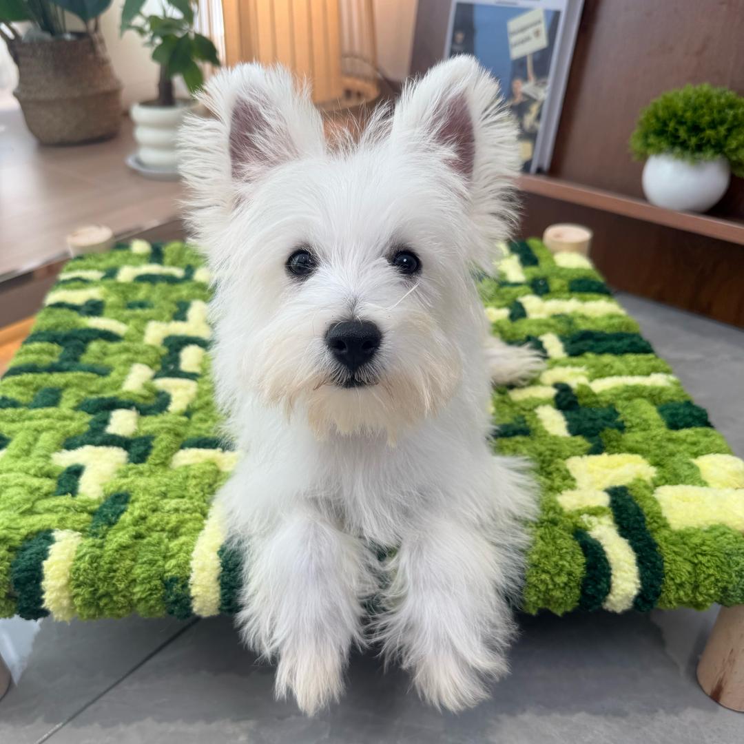 老爹带大的狗腿子