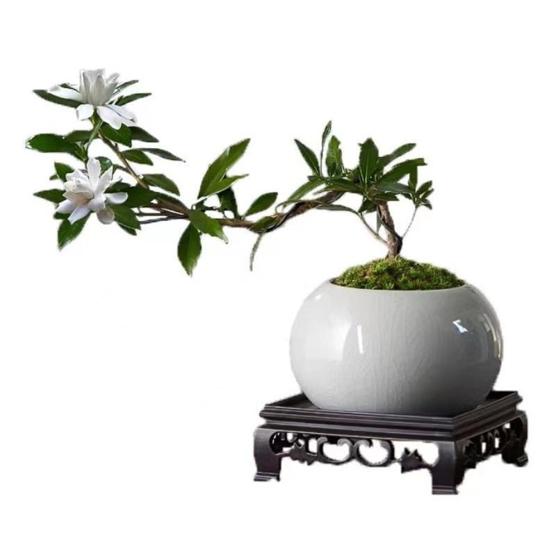 花云间绿植馆