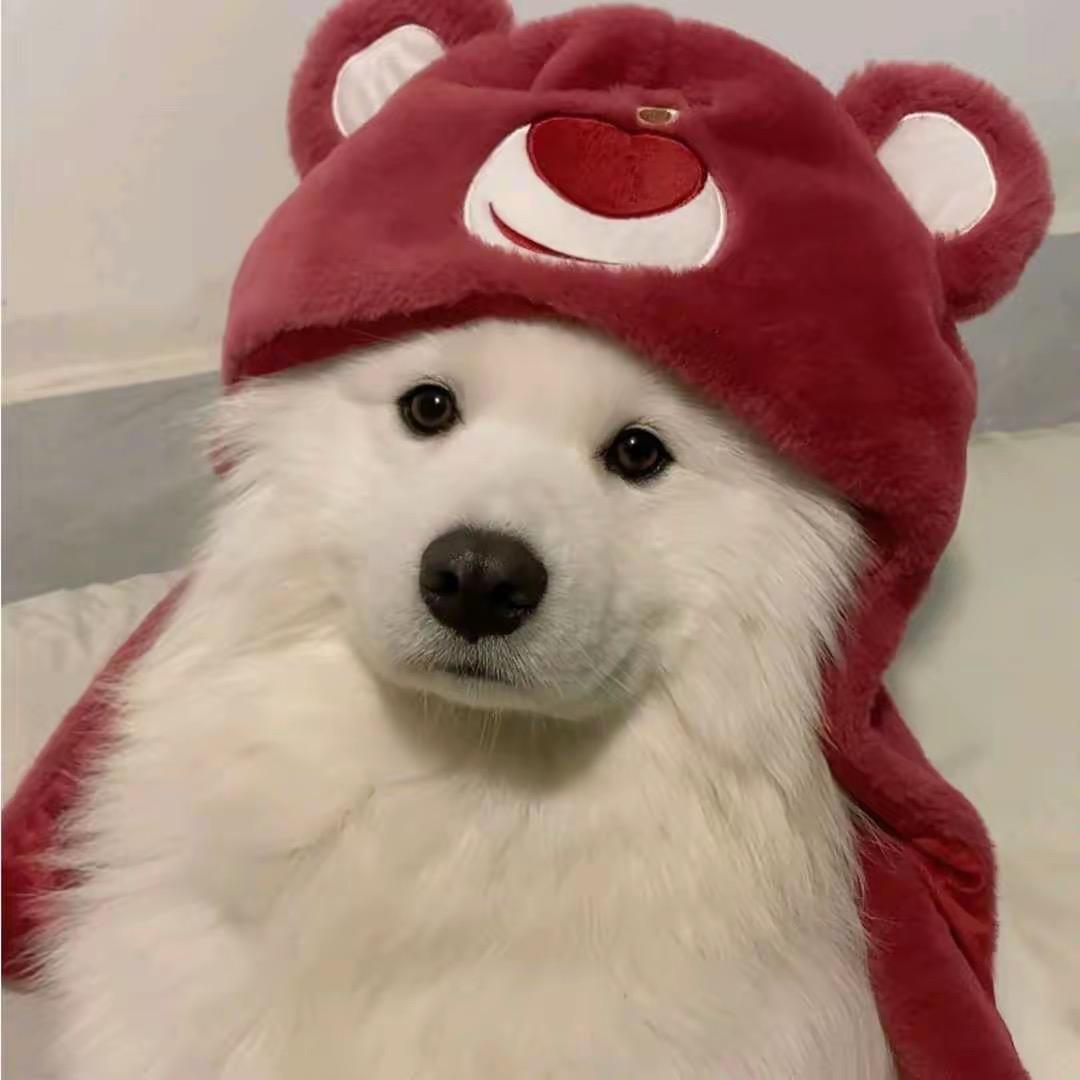 小耗子🐭