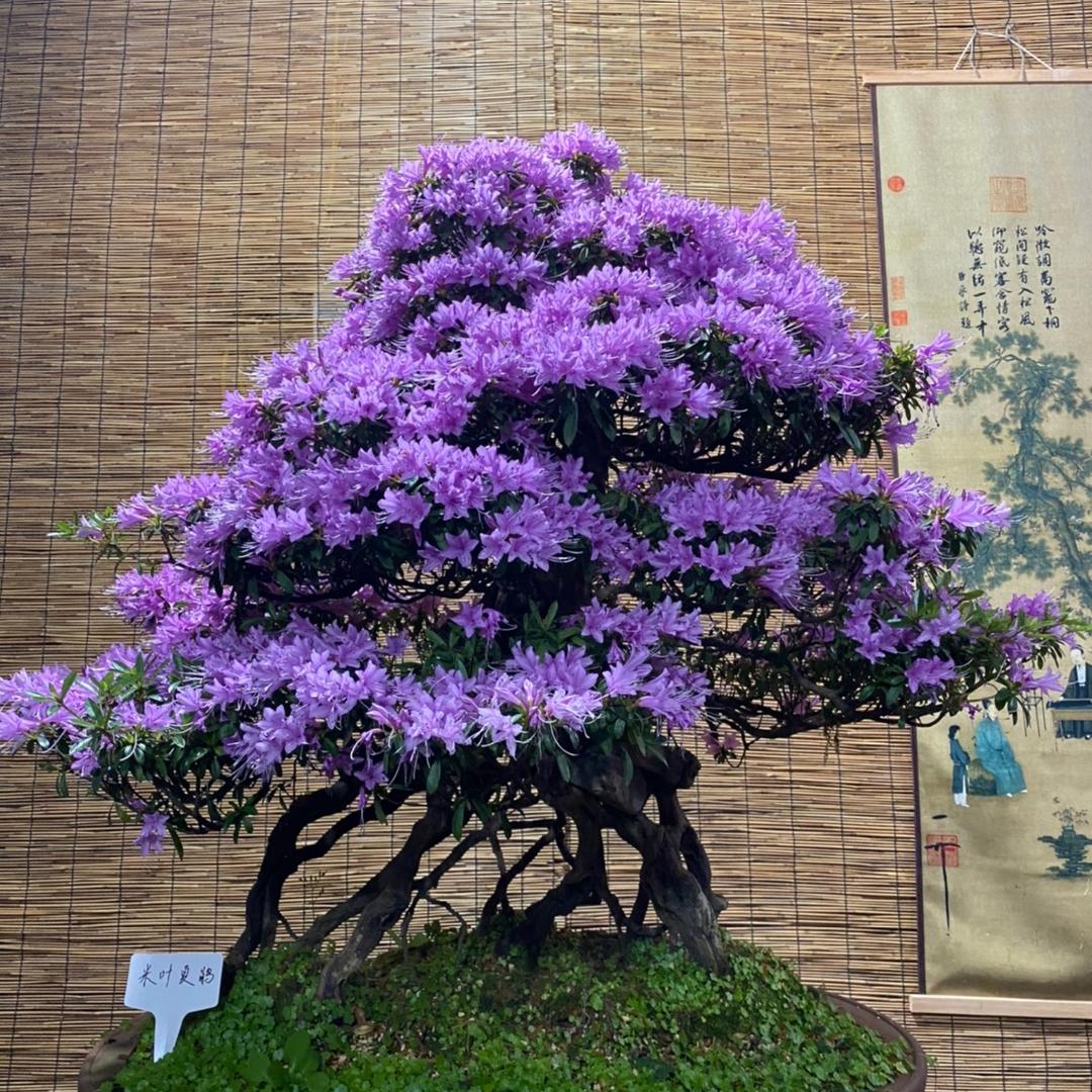 松英花卉
