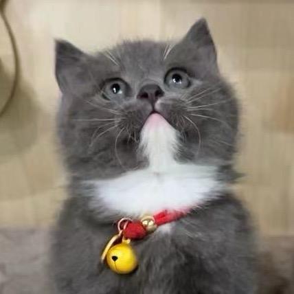 黑猫⁰珍妮