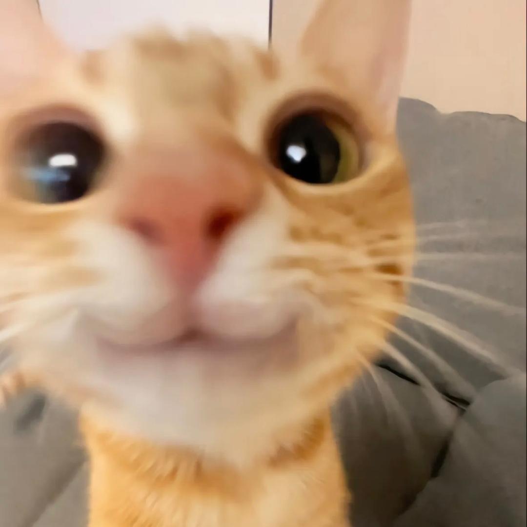 猹里猹气✌️