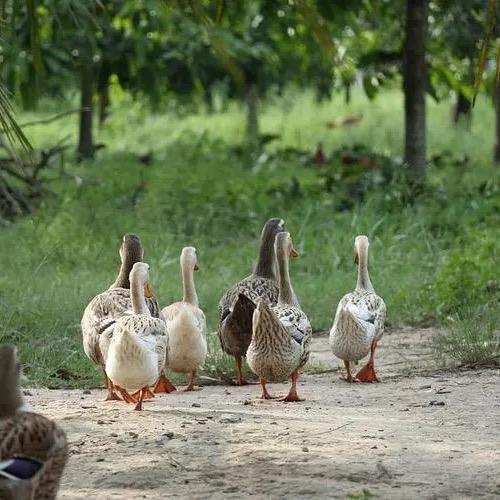 博冠养殖服务部