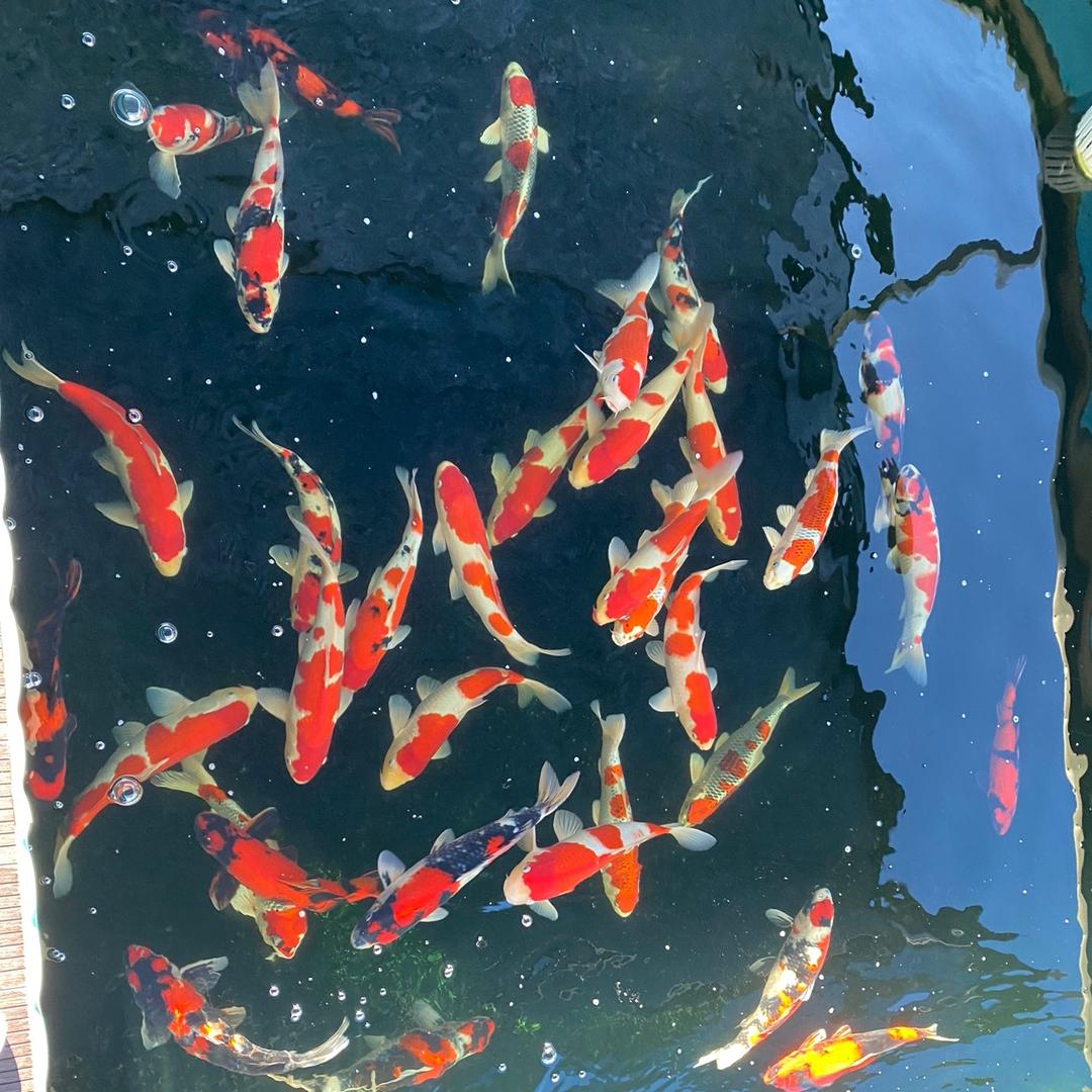 龙腾水族
