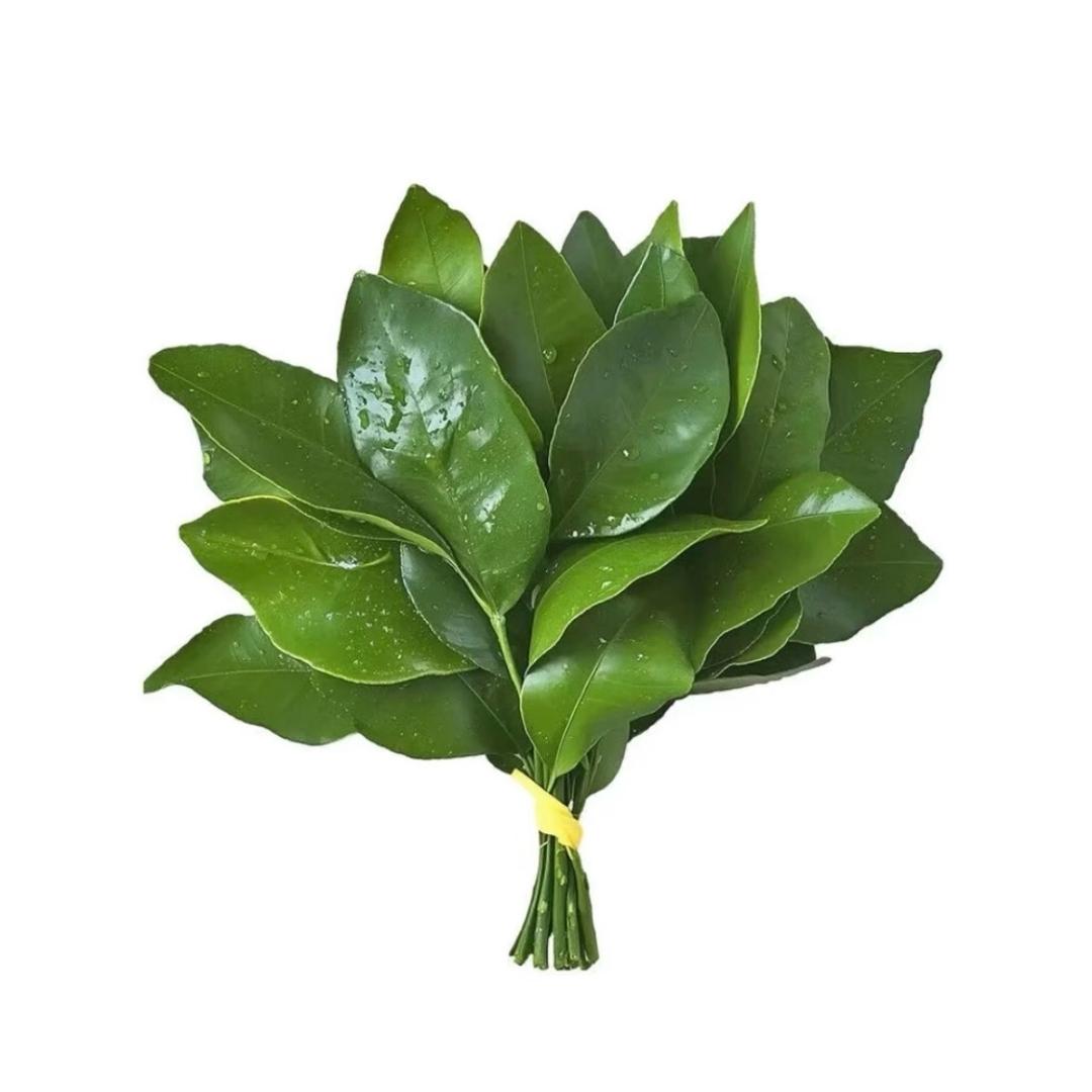 发财小鸽