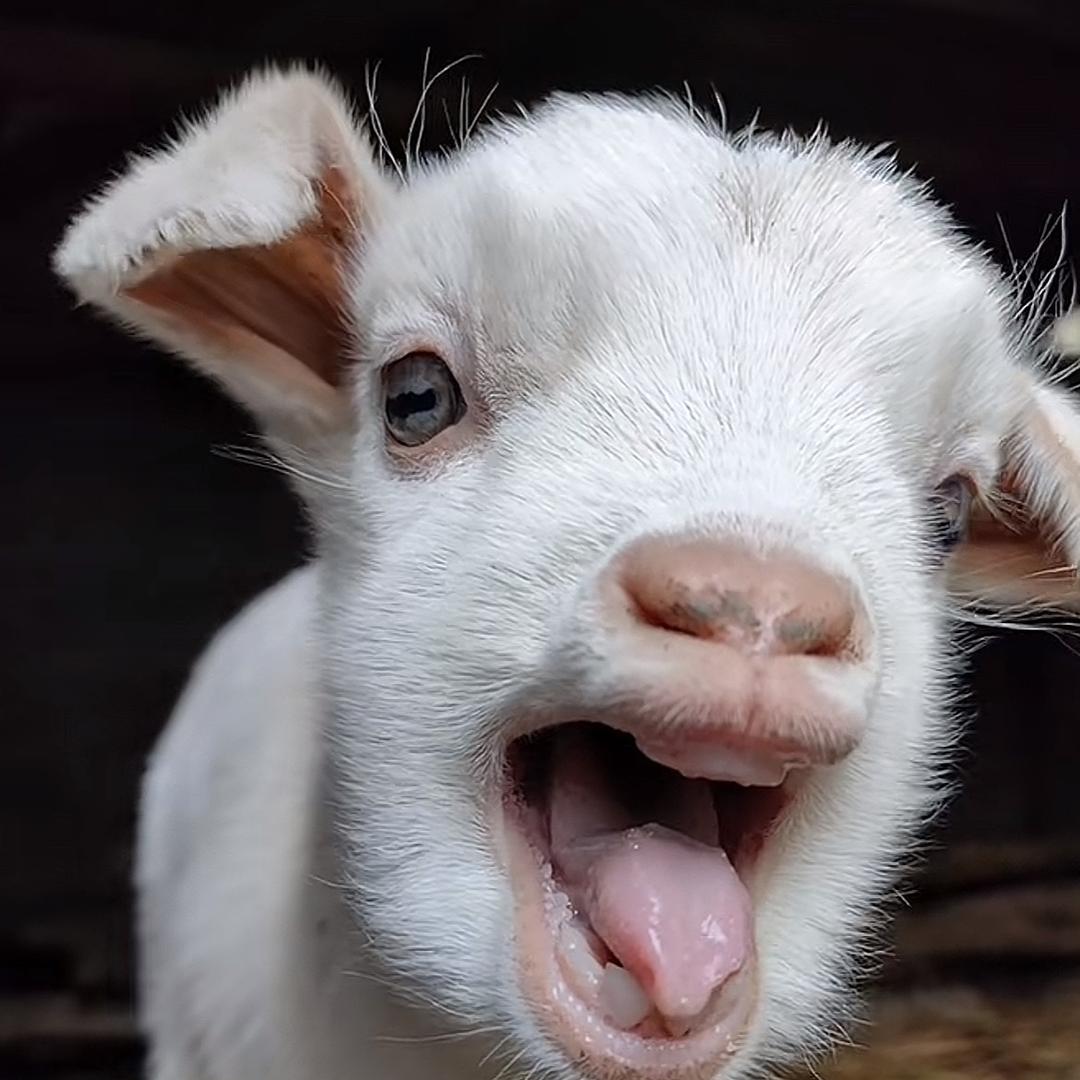🐑🐑